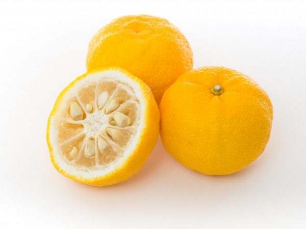 Japonský citrus Yuzu