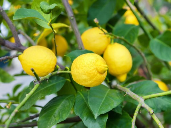 Lumalagong Jubileo ng Lemon