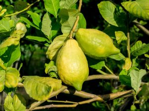 Mga sanhi ng pag-yellowing ng lemon foliage