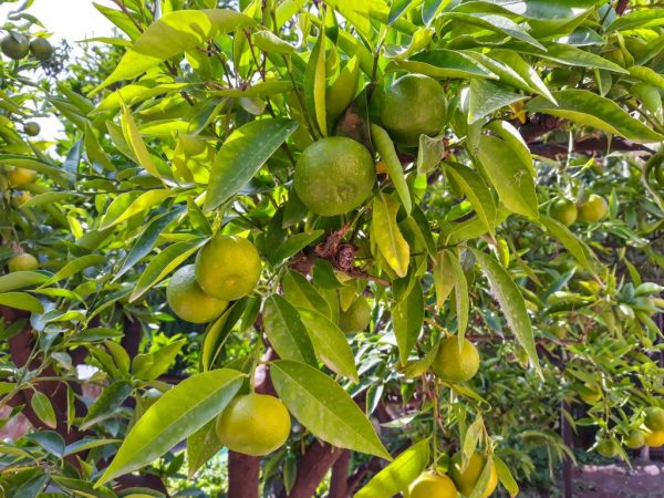 A mandarin levelek megsárgulnak