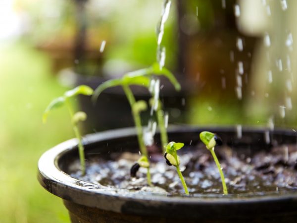 Pagpapabunga ng mga eggplants, peppers at kamatis na may Agricola 3