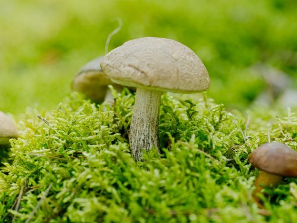 Paglalarawan ng puting boletus