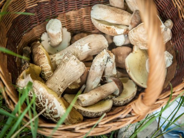 Ang Boletus ay masustansiya at naglalaman ng mga kapaki-pakinabang na elemento ng pagsubaybay sa base