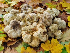 Mga tampok ng White Truffle