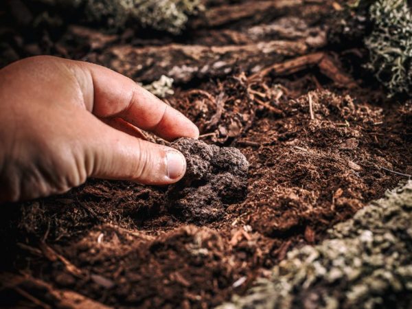 Ang paghanap ng mycelium ay hindi madali