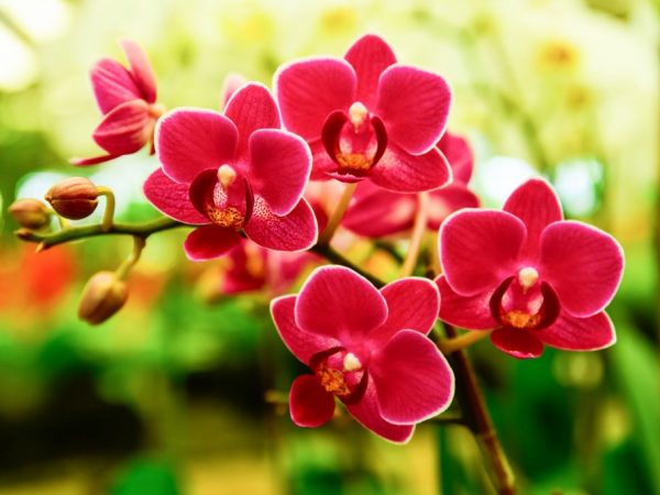 Quelles fleurs ressemblent à une orchidée