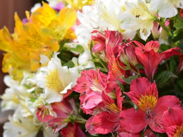 Alstroemeria ressemble à un lys et à une orchidée