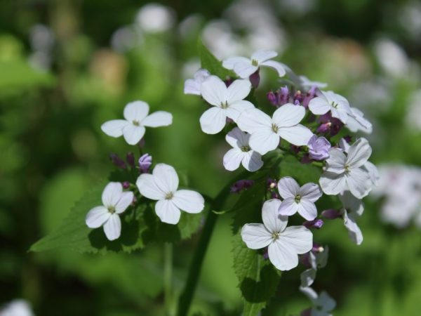 Les soirées ne sont cultivées que dans des parterres de fleurs