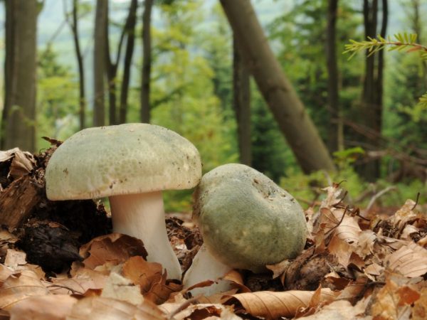 A hamis russula fajtái