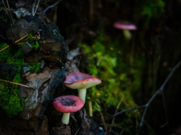 Black False Mushroom Center