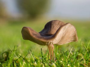 Champignon Entholoma toxique