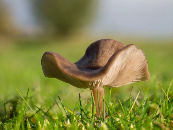 Nakakalason ang kabute ng Entoloma