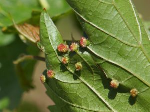 Nakikipaglaban sa phylloxera sa mga ubas