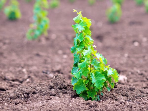 Les mauvaises herbes doivent être éliminées du sol