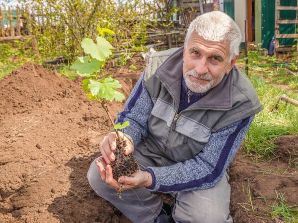 A palántát a meleg földbe ültetjük