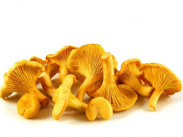 Ways to combat bitterness in chanterelles