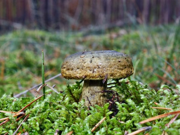 Biologické vlastnosti a druhy čierneho mlieka