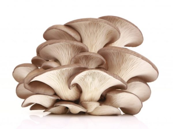 Freezing oyster mushrooms at home