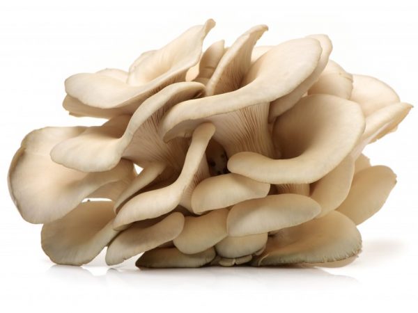 Mushrooms can be frozen raw