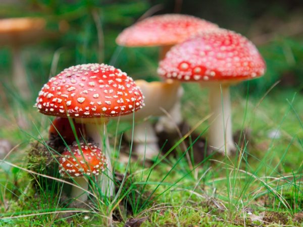 Amanita muscaria