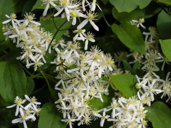 Clematis ubas-ubas