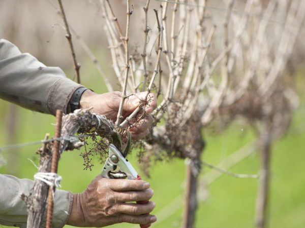 Pruning ubas sa gitnang linya