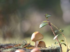 Description du bonnet annelé champignon