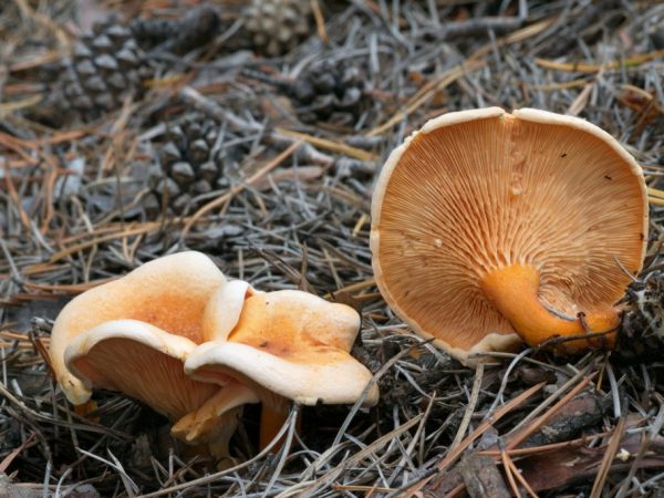 Différences entre la chanterelle commune et le faux champignon