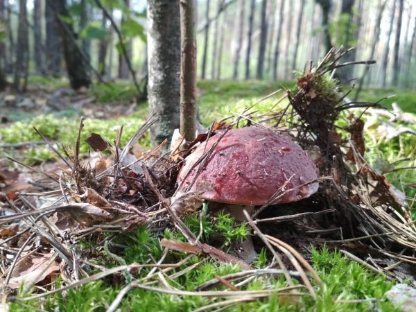 Paglalarawan ng maling boletus