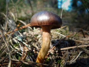 Description de la mousse pourpre de champignon