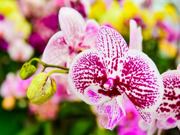 Virágzó orchidea előkészítése és újratelepítése