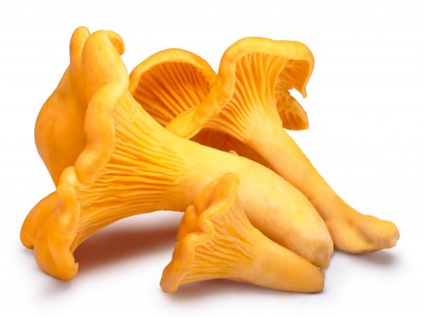 Paggamot ng Chanterelle na makulayan