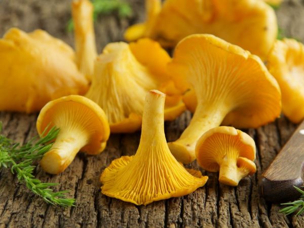 Maaaring Makatulong ang Chanterelles Laban sa Kanser