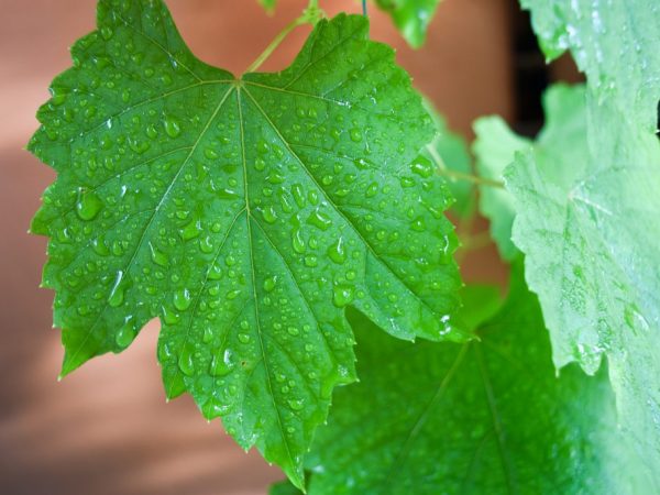 Ang gamot ay makakatulong upang makayanan ang mga sakit