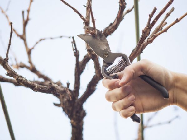 Alisin ang mga dahon bago pruning