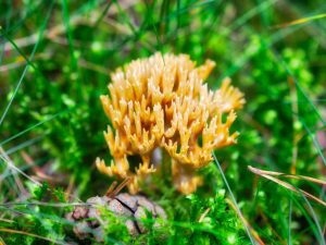 Description du champignon cornes de cerf