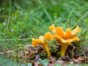 Les avantages et les inconvénients des chanterelles