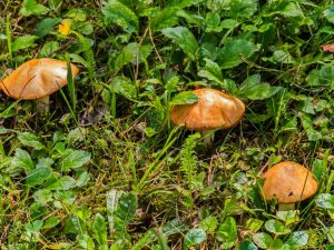 Types de champignons de la région de Rostov