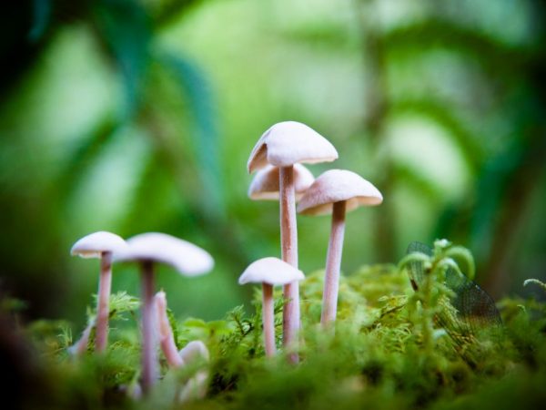 There are many poisonous mushrooms in the forests