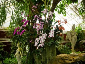 Espèces d'orchidées inhabituelles et rares