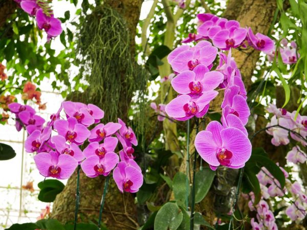 L'orchidée de Coleman est un membre rare de la famille des phalaenopsis