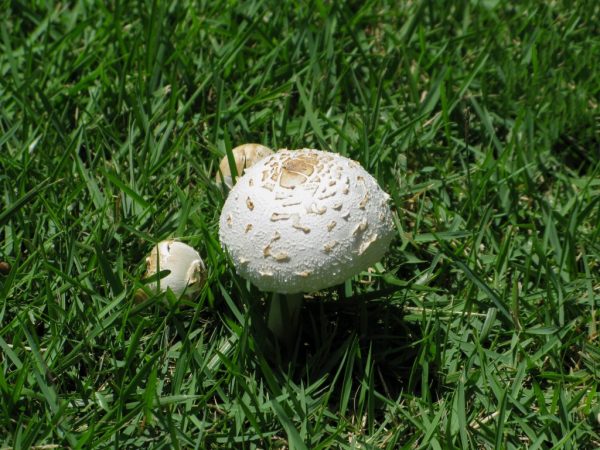 Types of meadow champignon