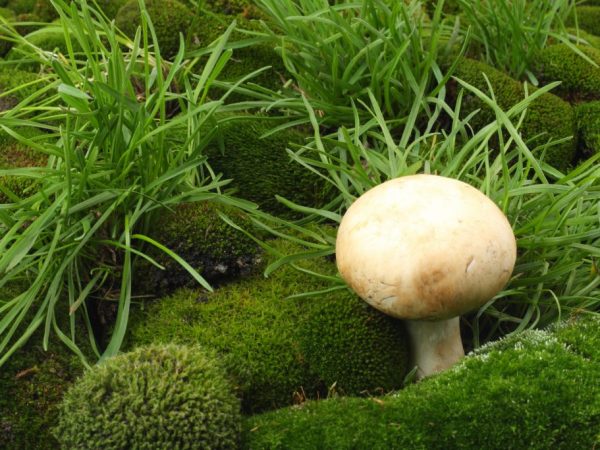 All types of champignons are suitable for consumption