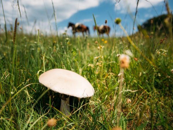 With age, the cap of the mushroom becomes flat