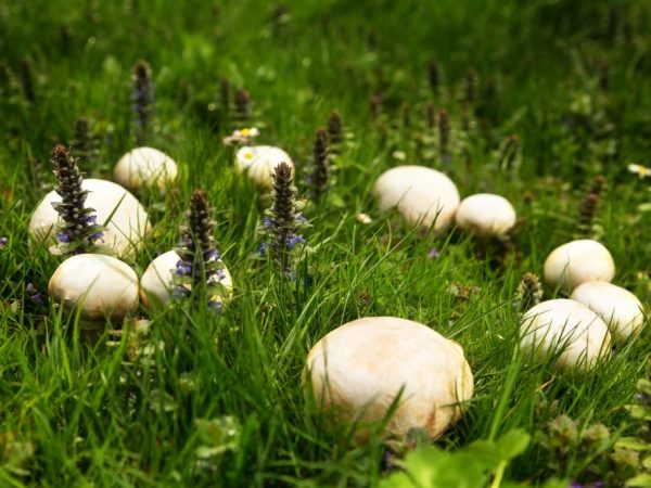 Common champignon will delight with long fruiting