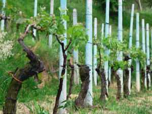 Trellis para sa mga ubas mula sa mga plastik na tubo