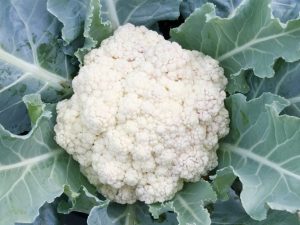 Calorie na nilalaman ng cauliflower