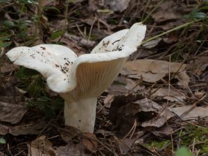 Caractéristiques du champignon de violon