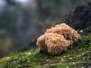 Mga katangian ng fungus Sparassis curly