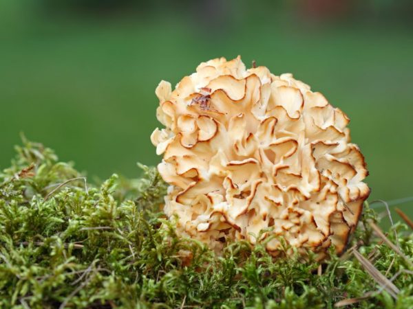 Ang curly ng Sparassis ay naayos sa mga conifer